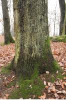 tree bark mossy 0011